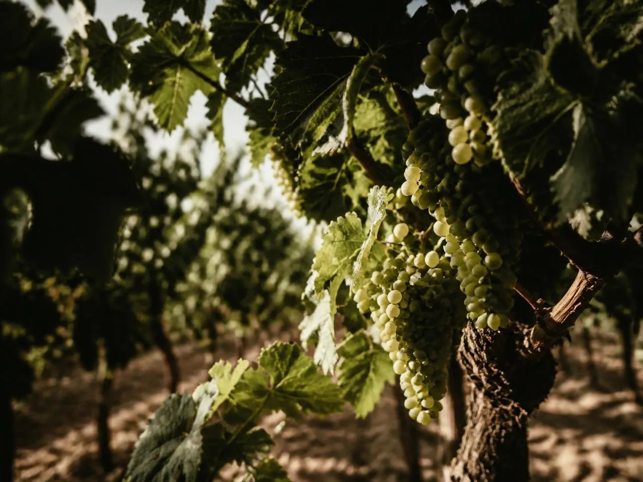 Grapevine canopy and fruit clusters photographed from within a vineyard row