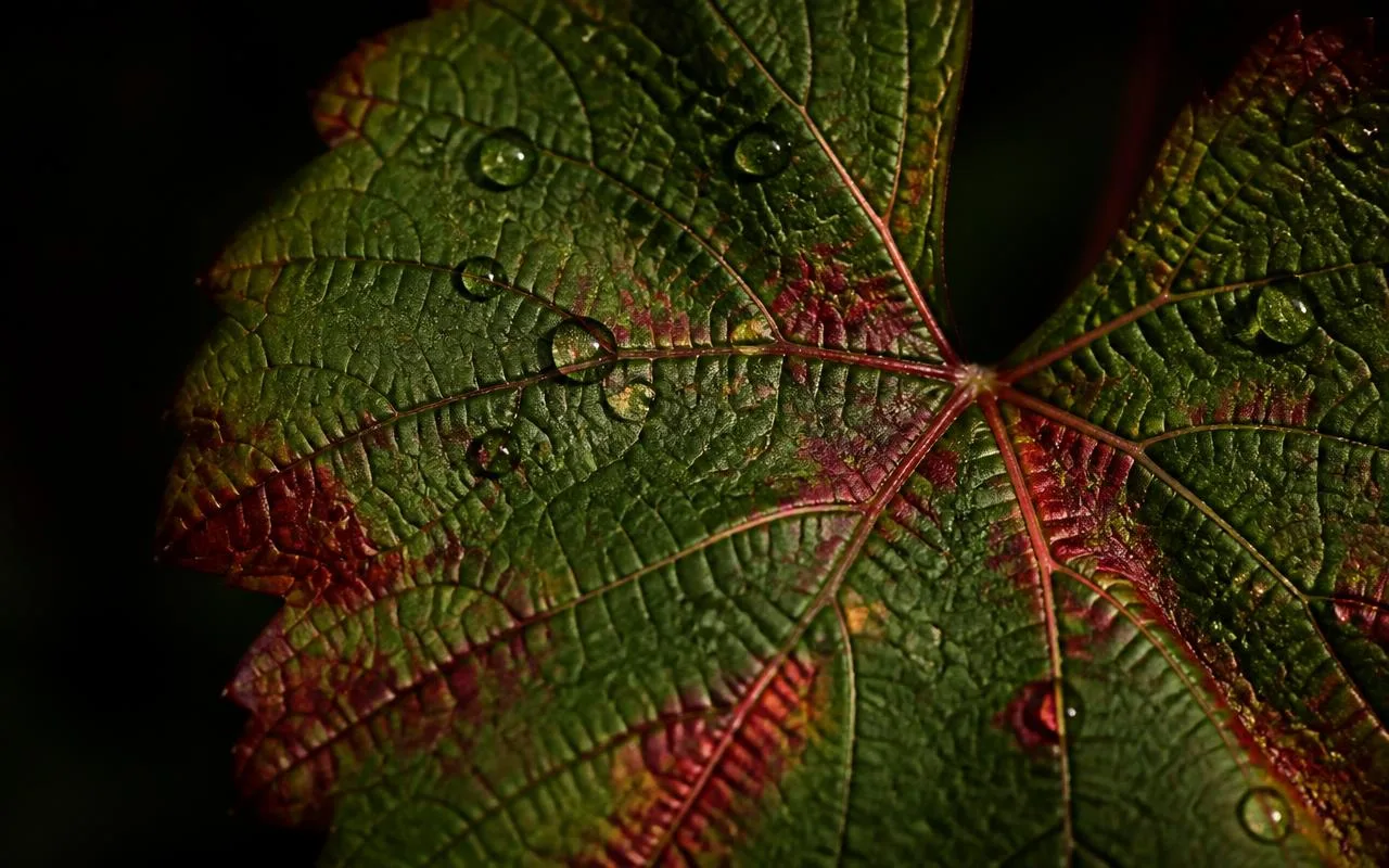 Macro photograph of a grapevine leaf with early reddening along the veins