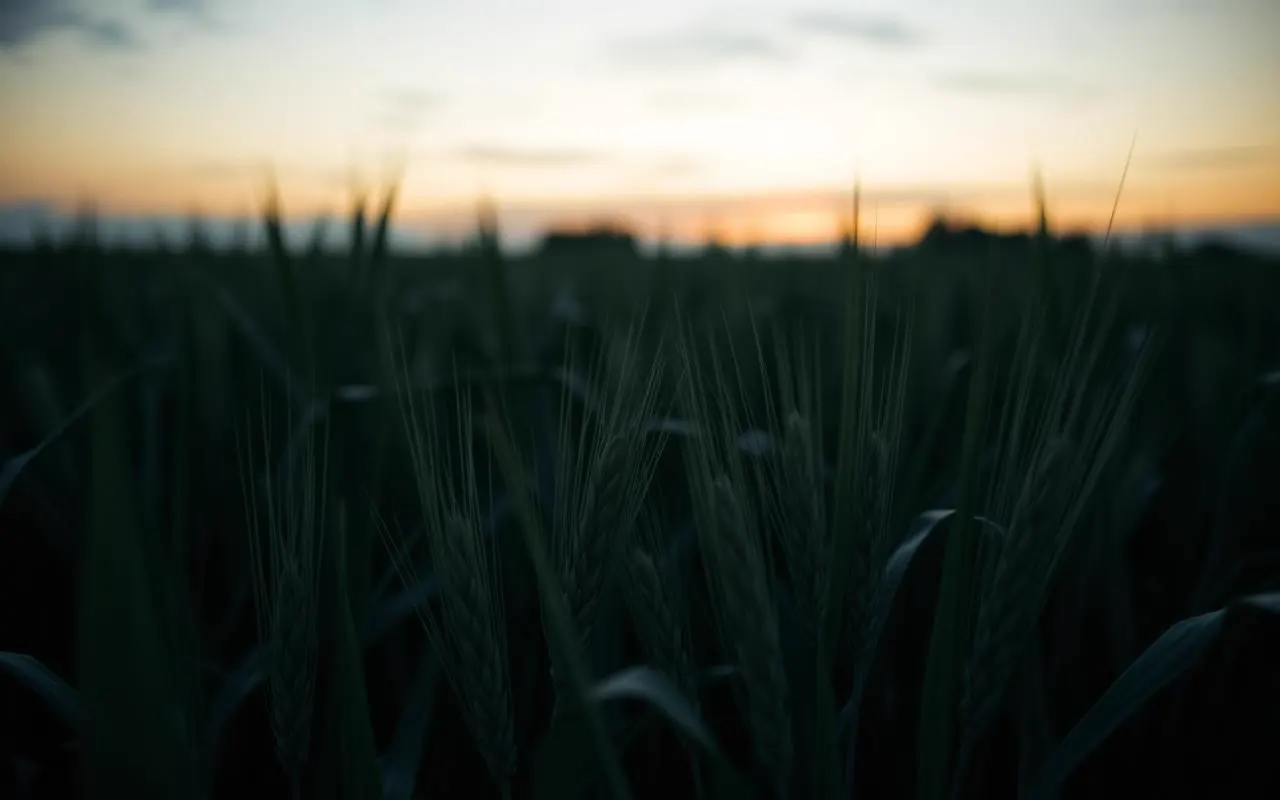 Wheat field at dusk showing early disease symptoms on leaves